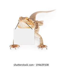 A bearded dragon with selective focus on the face holding onto a blank sign with his mouth. Enter your marketing message. 