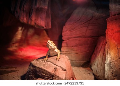 A bearded dragon sits perched on a rock in a reptile habitat. It is basking under a red light and looking up. - Powered by Shutterstock