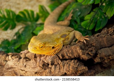 Bearded Dragon Sitting In A Tree