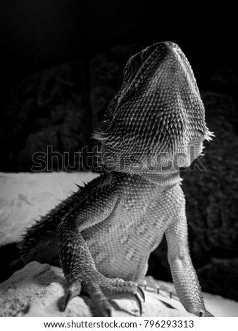 bearded dragon's beard and underbelly
