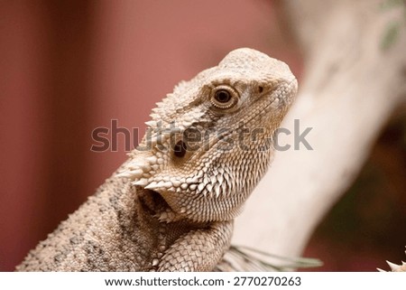 bearded dragons have a broad, triangular head, round bodies, stout legs, and robust tails.