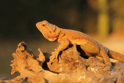 Bearded Dragons Is A Lizard That Lives In Dry Areas Of Australia.