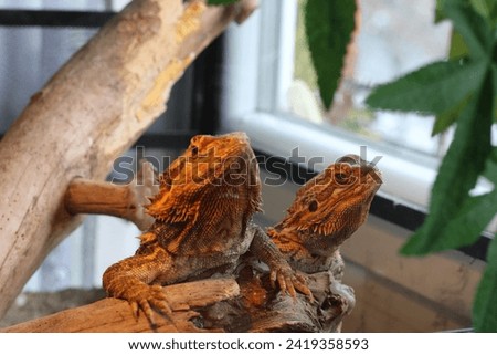 bearded dragons, lizzards, a a 