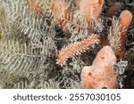 Bearded Fireworm (Hermodice carunculata) at the Blue Heron Bridge, Phil Foster Park, Riviera Beach, Florida	