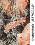 Bearded Fireworm (Hermodice carunculata) at the Blue Heron Bridge, Phil Foster Park, Riviera Beach, Florida