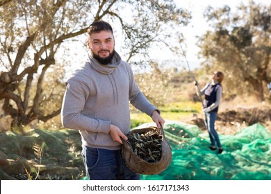 Bearded guy carrying harvest of ripe olives in basket in olive grove on sunny autumn day - Powered by Shutterstock