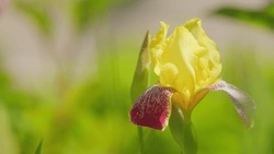 Bearded Iris In Bloom. Yellow And Purple Bearded Iris. Iris Variegata. Slow Motion.