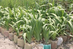 Bearded Iris Flower Plant On Nursery For Harvest Are Cash Crops