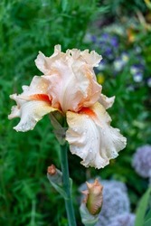 Bearded Iris (Iris Germanica) Flower Blooms In White, Orange, Red And Green Leafs, Wet With Raindrops In The Garden, Stone Trail