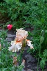 Bearded Iris (Iris Germanica) Flower Blooms In White, Orange, Red And Green Leafs, Wet With Raindrops In The Garden, Stone Trail