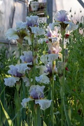 Bearded Iris (Iris Germanica) Flower Blooms In White, Purple And Green Leafs, W In The Garden, Blurred Background