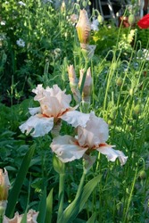 Bearded Iris (Iris Germanica) Flower Blooms In Orange, White And Green Leafs, W In The Garden, Blurred Background