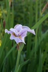 Bearded Iris (Iris Germanica) Flower Blooms In Purple, White, Yellow And Green Leafs, W In The Garden, Blurred Background