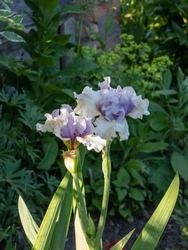 Bearded Iris (Iris Germanica) Flower Blooms In White, Purple And Green Leafs, In The Garden, Wood Fence In Background