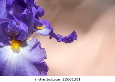 Bearded iris with purple petals on peach background. Underlined texture of petals. Close-up, copy space. Iris germanica - L. Purple flower on peach background. Floriculture, spring, beauty in nature .