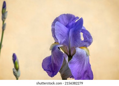 Bearded iris with purple petals on peach background. Underlined texture of petals. Close-up. Iris germanica - L. Purple flower on peach background. Floriculture, spring, beauty in nature .