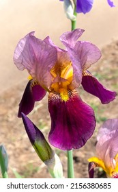 Bearded iris with purple-pink petals on peach background. Close-up, vertical. Iris germanica - L. Bearded iris with two-tone petals and underlined texture of petals. Floriculture, spring, beauty  
