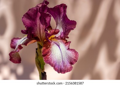 Bearded iris with two-tone petals and underlined texture of petals. Close-up, copy space. Iris germanica - L. Floriculture, spring, beauty in nature