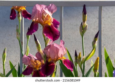 Bearded irises with purple-pink petals. Gray concrete background. Iris germanica - L. Irises grow along metal fence. Topic - landscaping, floriculture, spring in sity .