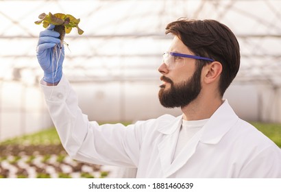 Bearded Male Biologist In Goggles And Lab Coat Inspecting Sprout While Working In Greenhouse