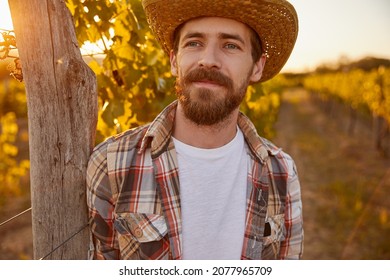 Bearded male in checkered shirt and straw hat leaning on wooden pole, near grape vine and looking away while working on vineyard at sunset in autumn - Powered by Shutterstock