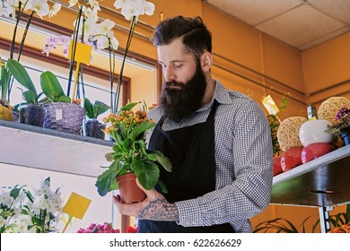 The bearded male flower seller holds flowers in a pot in a garden market shop.