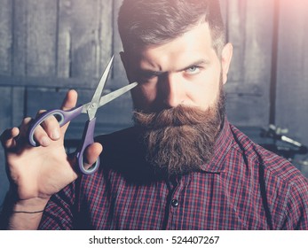 Bearded Man Hipster Barber With Beard And Moustache In Shirt Holds Sharp Scissors And Cut Hair In Hairdresser Salon On Wooden Background