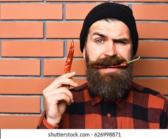 Bearded Man, Long Beard. Brutal Caucasian Serious Hipster With Moustache Holding Red Hot Chilli Pepper In Hand, Mouth Wearing Red Black Checkered Shirt On Brown Brick Wall Studio Background