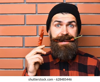 Bearded Man, Long Beard. Brutal Caucasian Surprised Hipster With Moustache Holding Red Hot Chilli Pepper In Hand, Mouth Wearing Red Black Checkered Shirt On Brown Brick Wall Studio Background