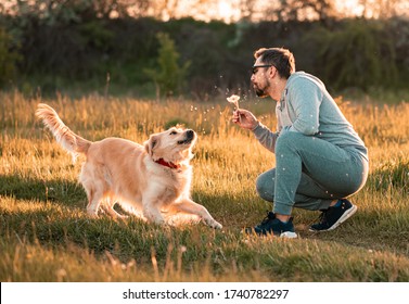 Bearded Man Playing With Big Golden Retriever Dog On Sunset. Guy Blowing Dandelion To His Dog For Fun. Dog Expresses Emotions To His Owner On Fresh Air Outside.