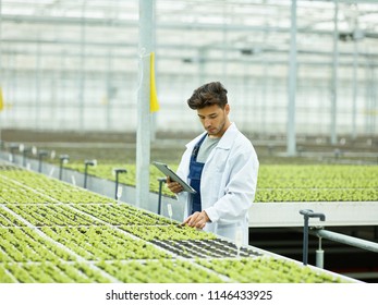 Bearded man in white gown holding tablet and exploring small green sprouts in huge plantation of agricultural complex