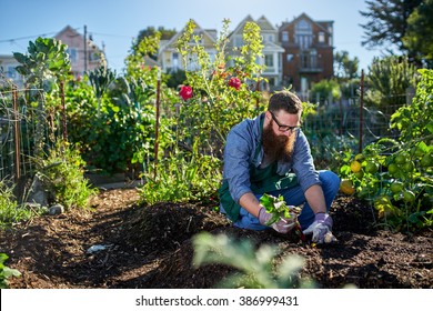 bearded millennial harvesting beets in an urban communal garden