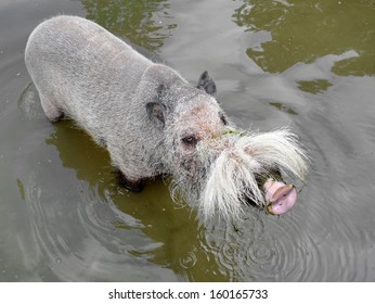 Bearded Pig