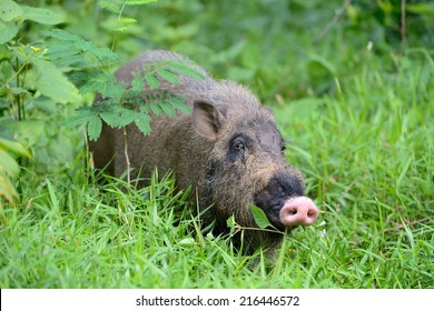 Bearded Pig