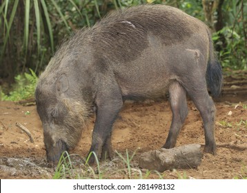 Bearded Pig