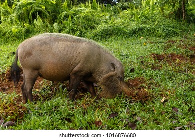 Bearded Pig Digs The Earth