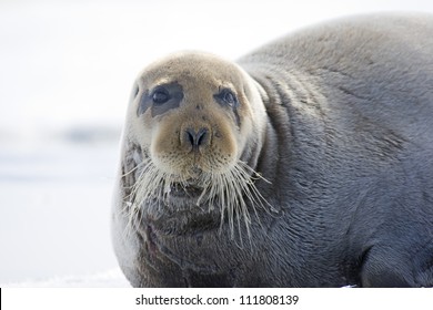 4,847 Bearded seal Images, Stock Photos & Vectors | Shutterstock