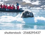 Bearded seal (Erignathus barbatus) on an iceberg in Bjornforden, Svalbard, Norway, with an inflatable boat from an expedition cruise ship in the background