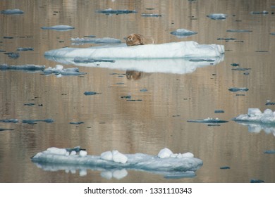 Bearded Seal (Erignathus Barbatus) On Arctic Ice Flow Isolated Due To Global Warming.Climate Crisis.Image