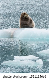 Bearded Seal (Erignathus Barbatus) On Pack Ice, Liefdefjorden, Haakon VII Land, Spitsbergen Island, Svalbard Archipelago, Norway,