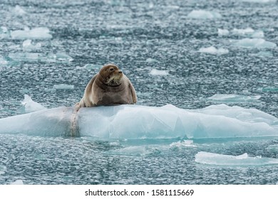 Bearded Seal (Erignathus Barbatus) On Pack Ice, Liefdefjorden, Haakon VII Land, Spitsbergen Island, Svalbard Archipelago, Norway,