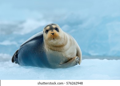 Bearded seal on blue and white iceberg in Arctic Russia. Wildlife scene from nature. Winter scene from drifting ice.
