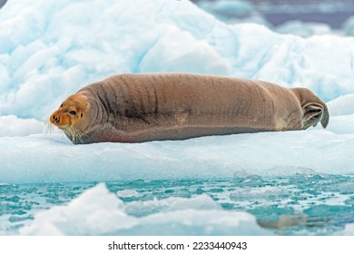 Bearded Seal in Repose on an Iceberg at Lilliehookfjorden in the Svalbard Islands in Norway - Shutterstock ID 2233440943