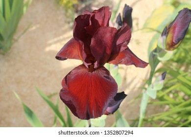 5 Bearded iris spartan Images, Stock Photos & Vectors | Shutterstock