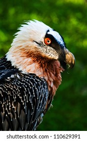 Bearded Vulture