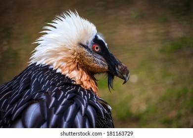 Bearded Vulture 