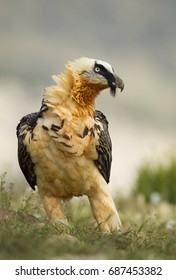 Bearded Vulture 