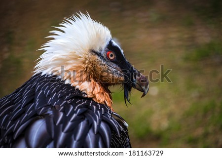 bearded vulture 