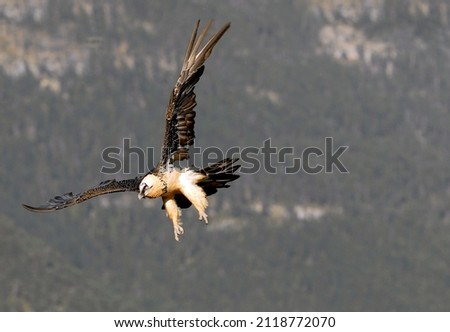 bearded vulture flying in the pyrenees with open wings