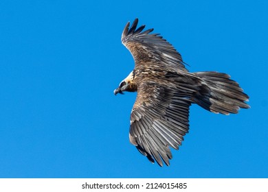 Bearded Vulture flying in Stelvio Natio nal Park - Valtellina (Italy)